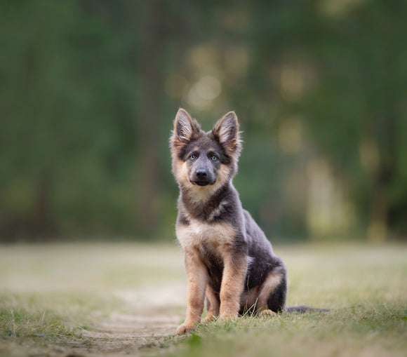 OFA breeding examination - Date TBD